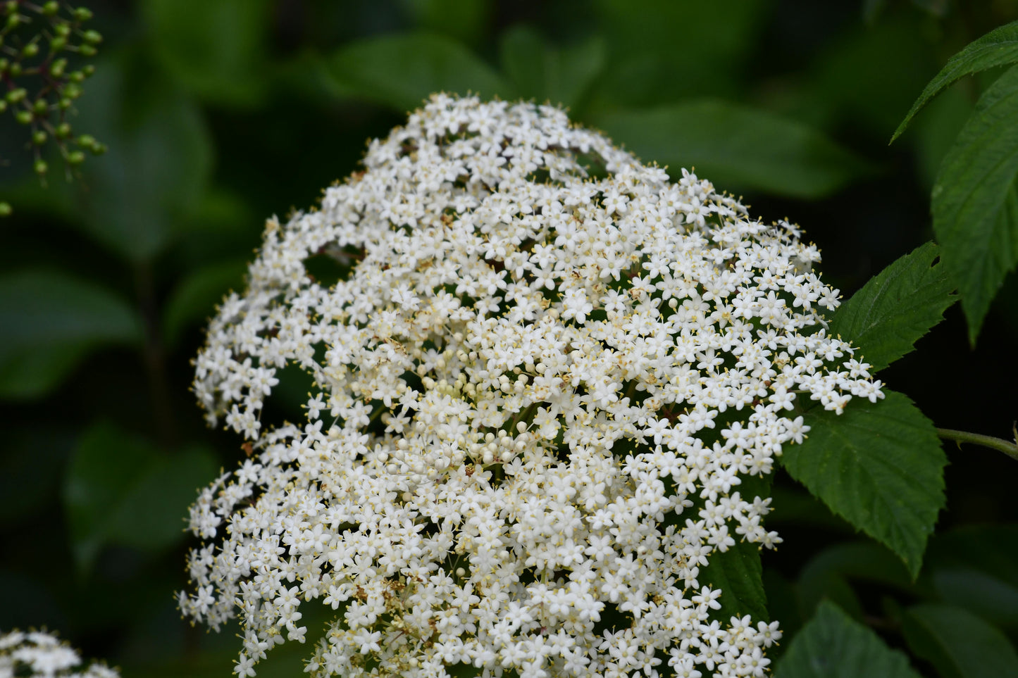 Elderflower Soap Bar