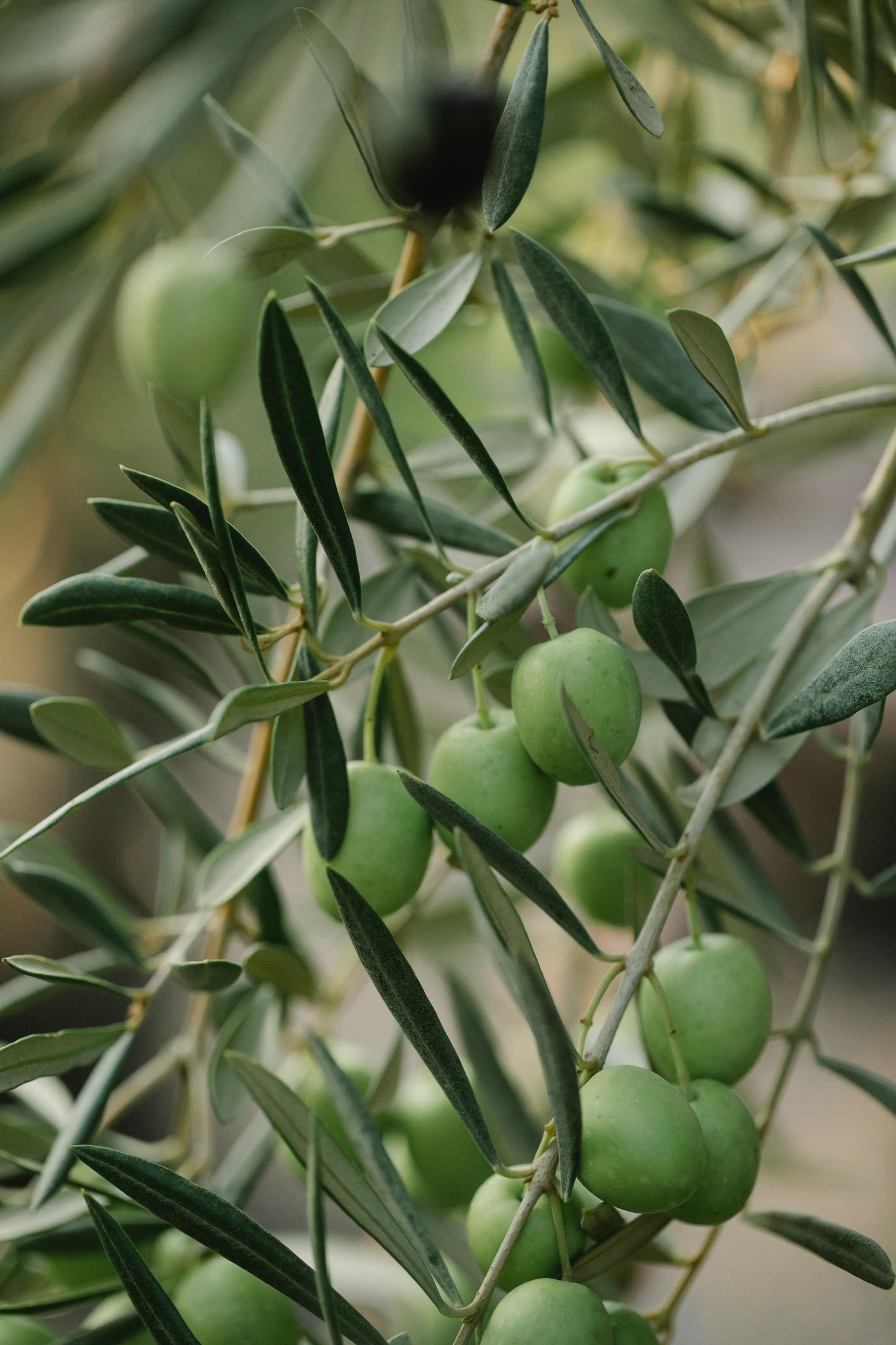 Olive Fields Soap Bar