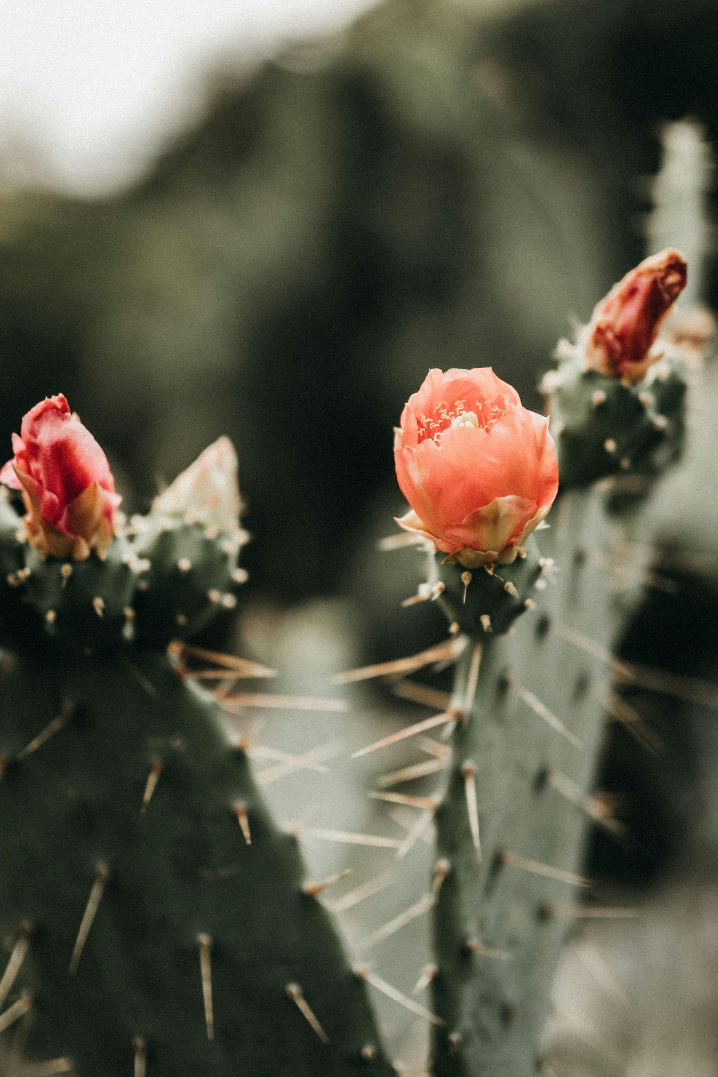 Cactus Blossom Soap Bar