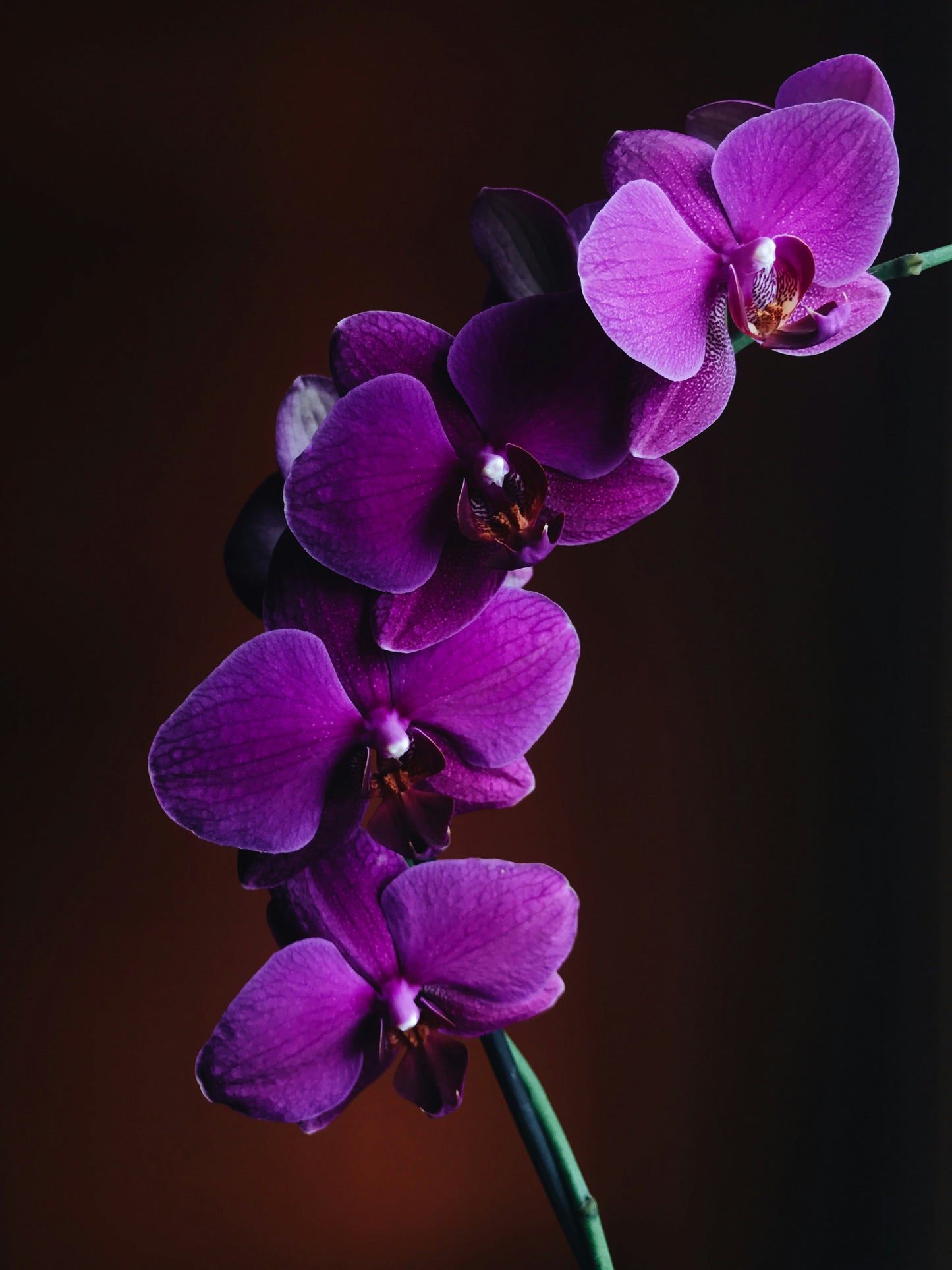 Ghost Orchid Shower Gel